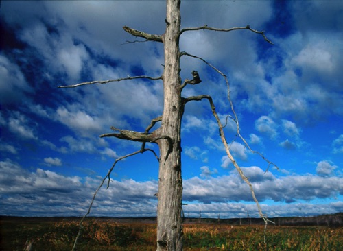 Weathered Oak, Great Swamp National Wildlife Refuge, NJ (MF).jpg